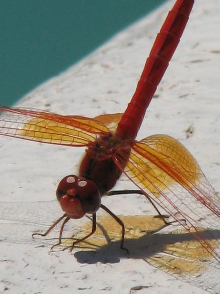  Red Basker Dragonfly