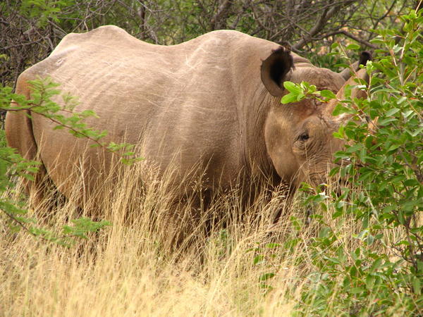 The lone rhino