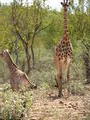 Mom and newborn giraffes