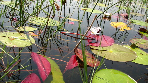 Lillies of the Delta