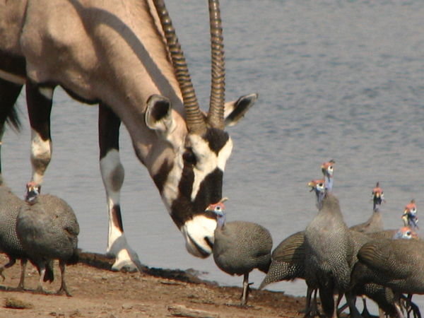 Oryx and Guineafowl