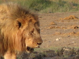 Etosha Lion