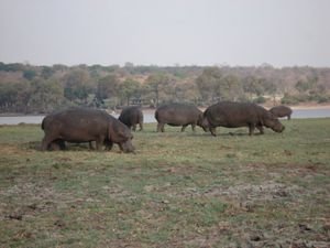 Hippos of Chobe