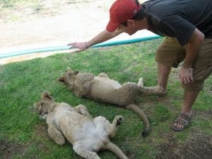 Toying with the lions