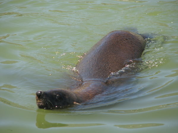 Houts Bay Seal