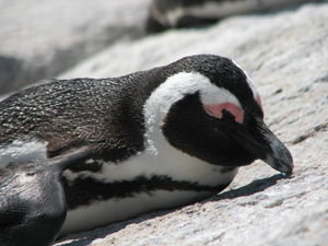 Sleeping Jackass Penguin