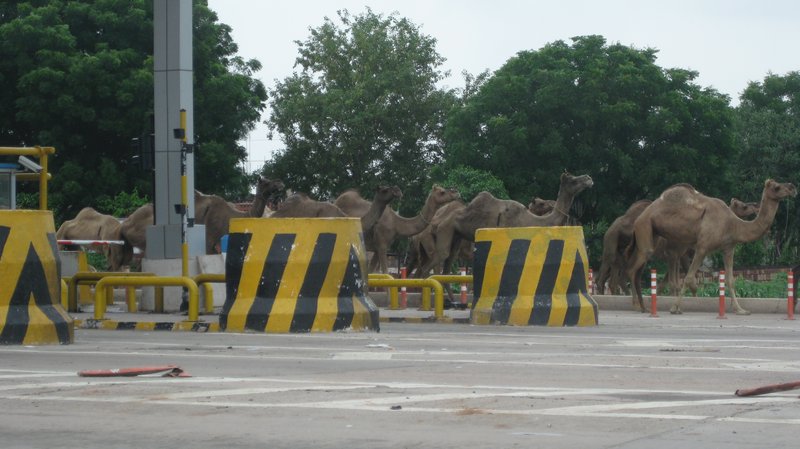 Camels at the tollbooth