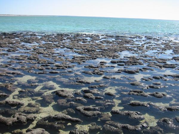 Stromatolites at Hamelin Bay