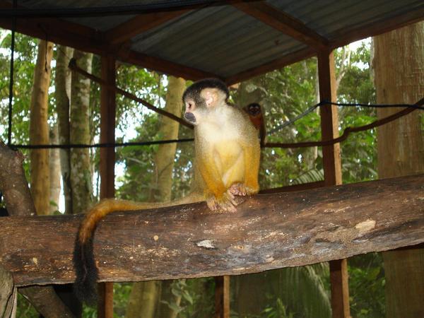 The cute little squirrel monkey