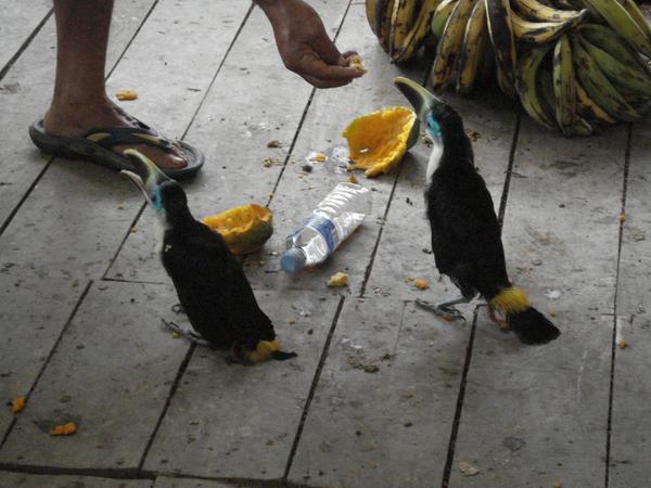 Baby toucans