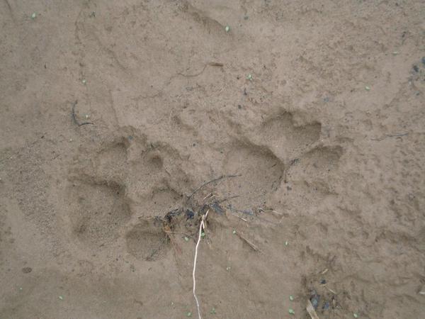 Puma footprints
