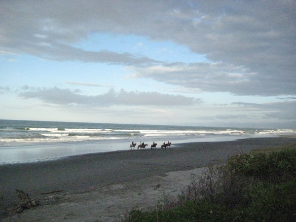 Horses at sunset, just outside Opotiki