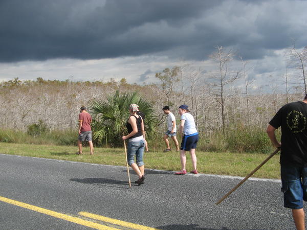 Everglades Hike