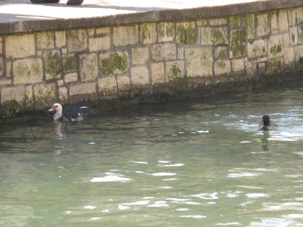 Two Duck's swimming the River Walk?