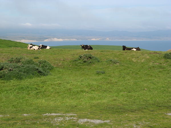 Cows with a View