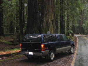 Another Redwood Pic.