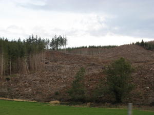 Clear Cut Logging