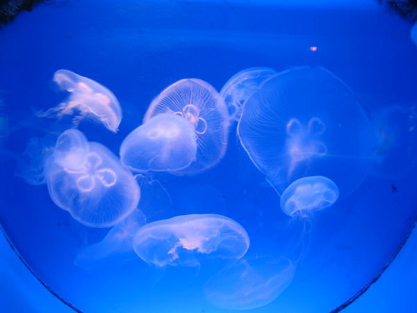 Monaco's Aquarium