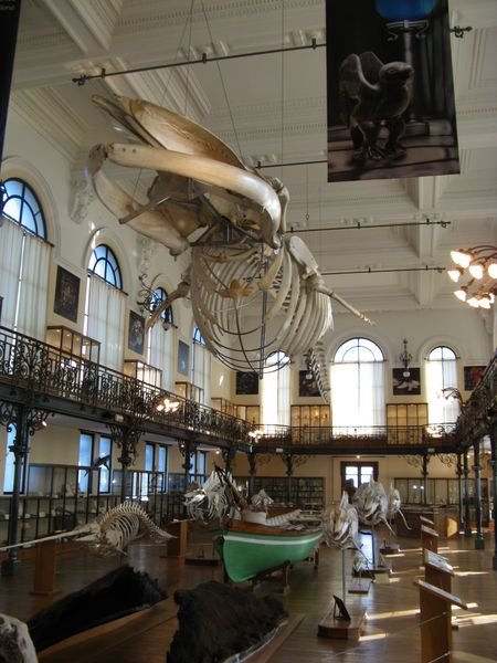 Whale's Skeleton