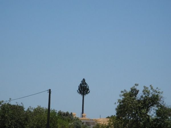 Tree or Cell Tower?
