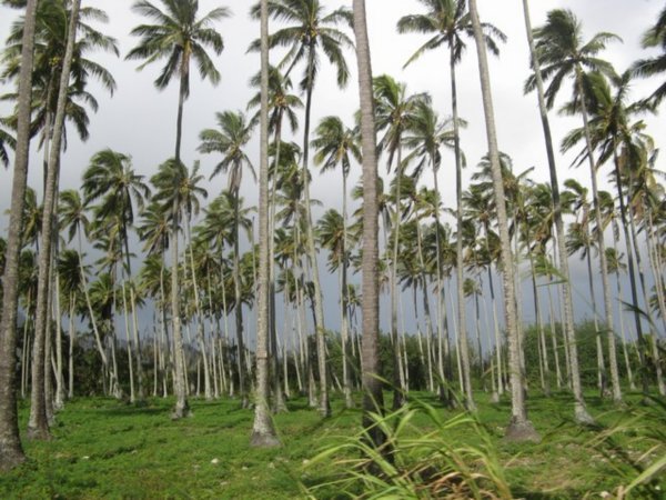 Coconut Coast