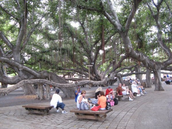 More Banyan Tree Pics