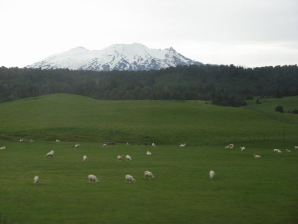 New Zealand has lots of sheep.