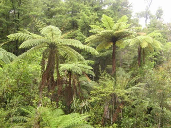Abel Tasman Rainforest