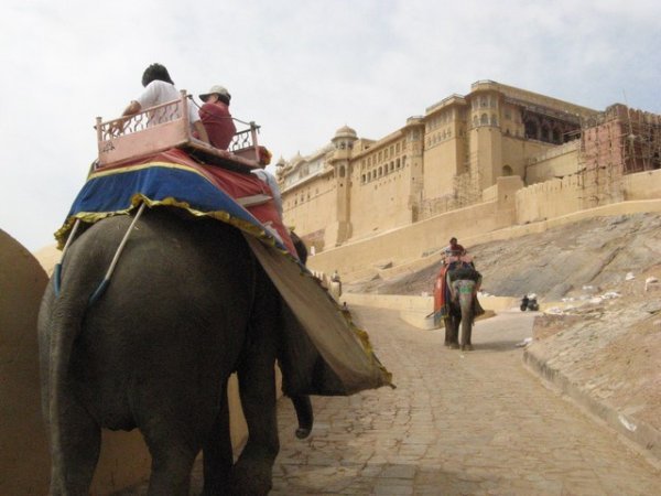 Elephan rides to the Castle