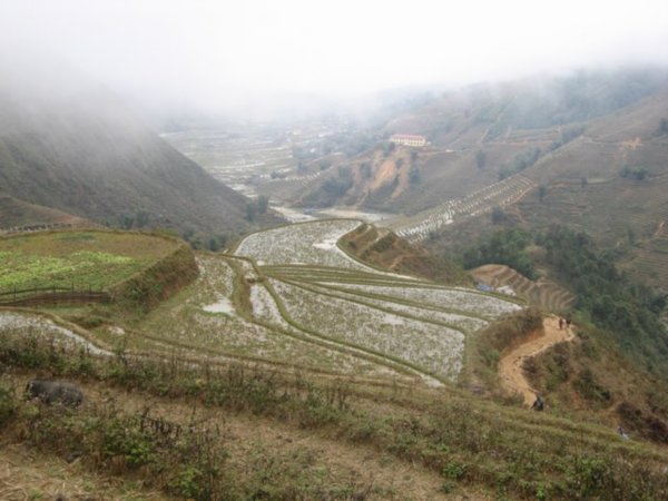 Another Terraced Farming Pic