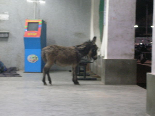 donkey at the station