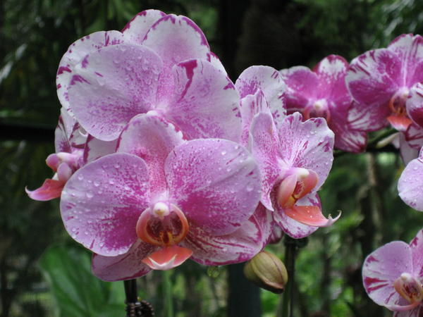 Orchid Garden in Singapore