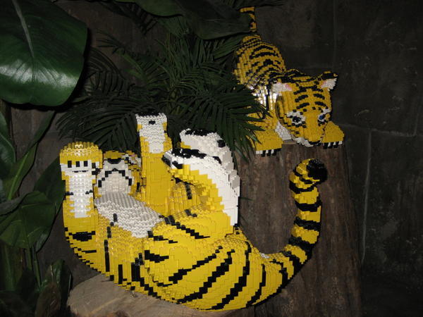 Tigers from the Safari Tour