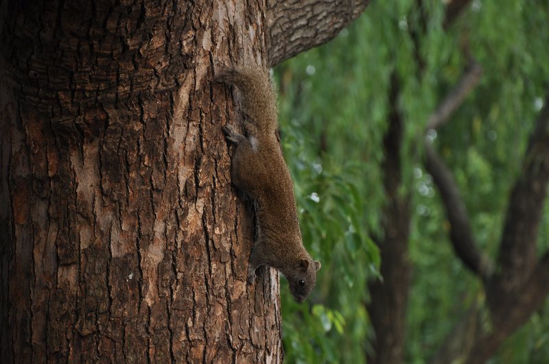 Hangzhou Squirrel