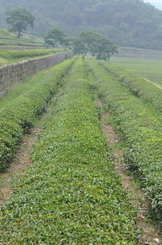 Tea Farm