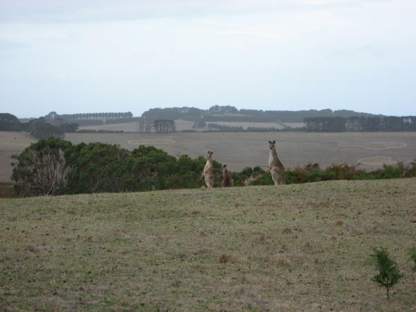 More Wild 'roos
