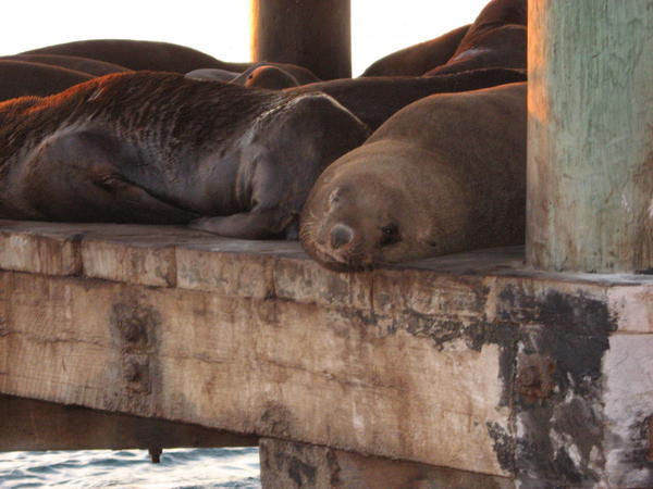 Seal Close-up