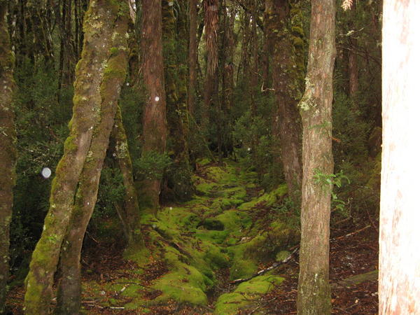 Weindorf's Forest 2