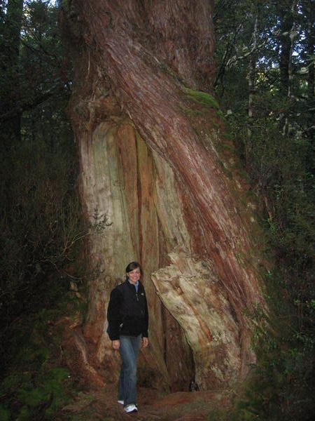 Me in a King Pine