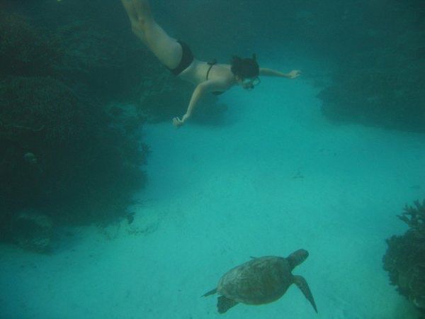 Chasing Sea Turtles