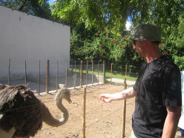 feeding an ostrich