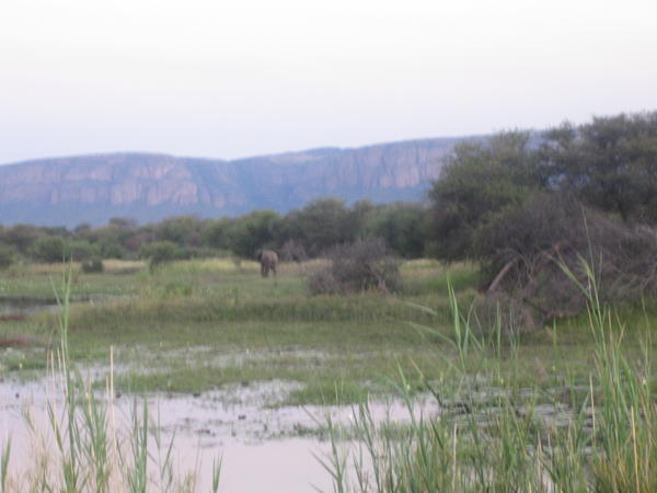 Elephant on markele reserve