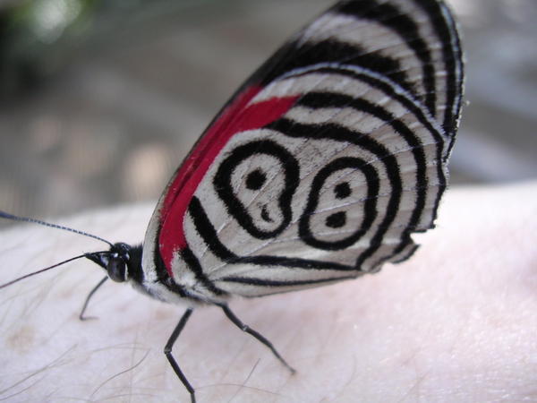 Butterfly Number 88