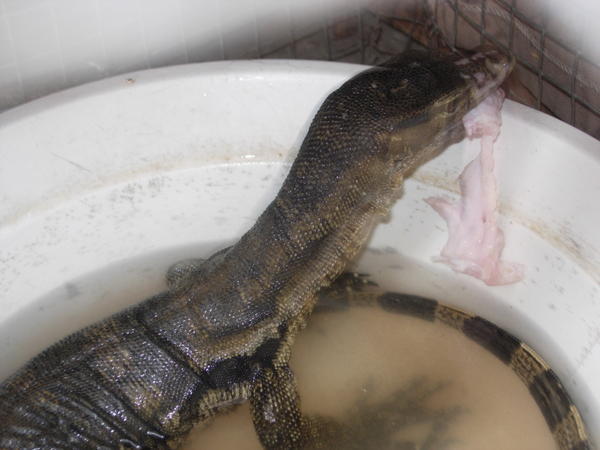 Baby Komodo Dragon Gnawing on Flesh
