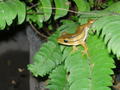 Javanese Frog
