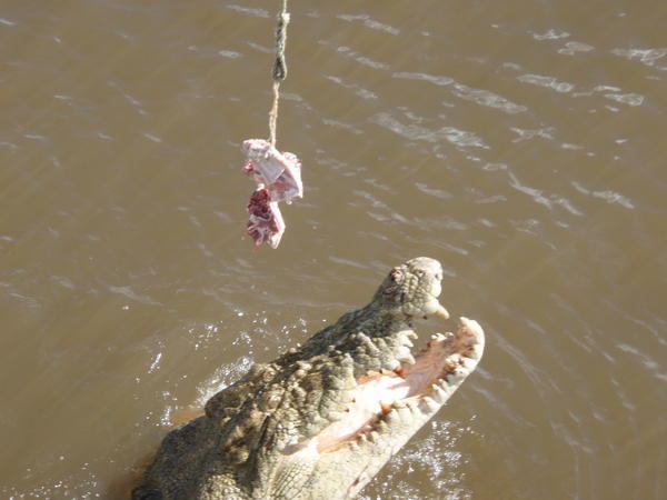 Krokodille mating!