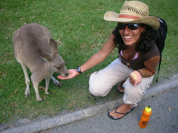 Kangaroo feeding