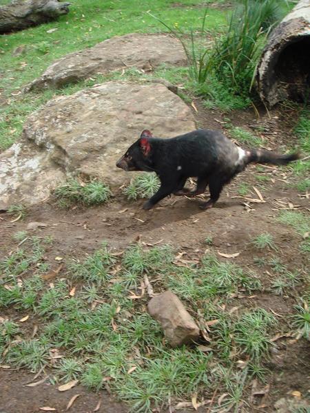 The Tasmanian Devil (Sarcophilus harrisii)