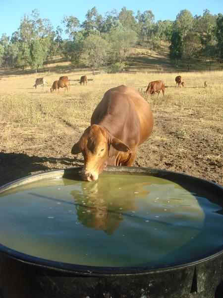 Cow Drinking the water we pumped for it