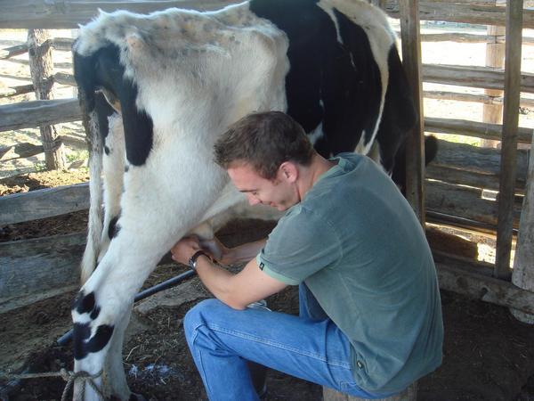 Milking the cow